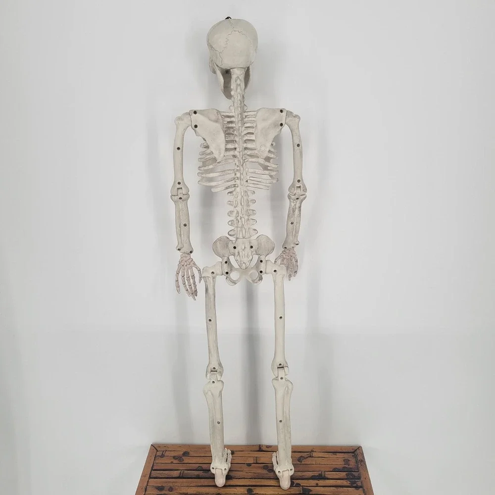 36 Inch Posable Halloween Skeleton Prop Realistic Weathered Bone Decor Hanging